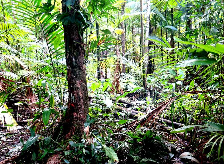 Biodiversity Conservation in the Amazon: Findings on Tree Species Richness